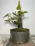 Pré bonsai de amora com folhas verdes, plantado em um vaso.