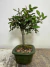 Bonsai Ulmus Parvifolia em vaso verde, com folhas verdes e tronco exposto.