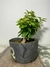 Pré bonsai primavera rosa em vaso com folhas verdes brilhantes - PB52