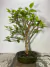 Bonsai de Amora - B91