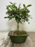 Bonsai Ulmus Parvifolia em vaso verde, com folhas verdes e tronco exposto.