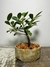Bonsai Ficus Green Island