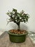 Bonsai de Ulmus Parvifolia em vaso verde, com folhas verdes e tronco visível.