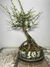 Pré bonsai Ulmus com folhas verdes. PB108