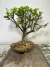 Bonsai Maitenus B157 em vaso de cerâmica com folhagem verde brilhante.  Vaso cerãmica Artesanal B157