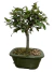 Bonsai Ulmus Parvifolia em vaso verde, com folhas verdes e tronco exposto.
