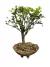 Bonsai Maitenus B157 em vaso, com folhas verdes e tronco visível.