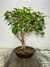 Bonsai Pitanga em vaso, tronco curvado. B21
