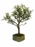 Bonsai Cambuí em vaso flor de cerâmica artesanal, com folhas verdes e ramos bem definidos. B24