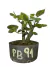 Pré bonsai de amora, com folhas verdes saudáveis, em um vaso marcado como PB91.