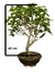 Bonsai Pitanga com folhas verdes, medindo 40 cm de altura, em vaso de cerâmica.
