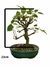 Bonsai de Amora com folhas verdes em vaso verde
