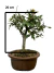 Bonsai Ulmus B11 com altura de 20 cm em vaso marrom, apresentando folhas verdes e galhos.