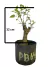 Pré bonsai Amora em vaso, com folhas verdes saudáveis e tronco visível. PB64 com 32cm de altura