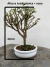 Bonsai Serissa com folhas verdes pequenas em vaso branco sobre superfície de madeira