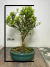Bonsai Buxus Harlandii em vaso, com altura de 20 cm e folhas verdes. A planta está posicionada sobre uma superfície de madeira.