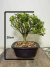 Bonsai Buxus Harlandii em vaso, com folhas verdes e tronco visível. Com 20cm de altura