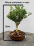 Bonsai Buxus Harlandii em vaso 