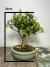 Bonsai Buxus Harlandii em vaso verde, apresentando folhas verdes brilhantes e um tronco robusto. Com 20cm de altura