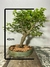 Bonsai Ligustro no vaso, medindo 42cm de altura, com folhagem verde exuberante.