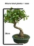 Bonsai Ligustro com tronco curvado em vaso verde, altura total de 28 cm incluindo o vaso