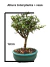 Bonsai Serissa em vaso verde com altura total de 12 cm, destacando folhas pequenas.