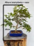 Bonsai de jabuticaba com folhas verdes em vaso azul sobre tronco de madeira
