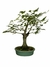 Bonsai de Acer Palmatum