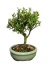 Bonsai Buxus Harlandii em vaso verde, apresentando folhas verdes brilhantes e um tronco robusto.
