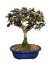 Um bonsai Loropetalum em vaso azul, com folhas verdes e roxas, apresentando flores rosas.