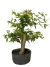 Pré bonsai Gabiroba em vaso preto com folhas verdes vibrantes.