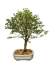 Bonsai Serissa Rosa em vaso, com altura de 30 cm, apresentando folhas verdes e tronco visível.