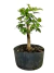 Pré bonsai de pitanga com folhas verdes em vaso escuro.