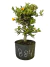 Pré bonsai de Piracanta, com cerca de 28 cm de altura, apresentando folhas verdes e frutos amarelos, em vaso preto.