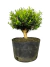 Pré bonsai Buxus Harlandii em vaso preto com solo visível.