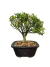 Bonsai Buxus Harlandii em vaso, com folhas verdes e tronco visível.