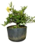 Pré Bonsai Jasmim com flores brancas e amarelas, medindo 20cm de altura, em um vaso metálico com a inscrição PB72.