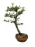 Bonsai Piracanta em vaso, altura de 35 cm, com folhas verdes e tronco bem definido.