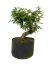 Pré bonsai Caliandra em vaso com altura de 25cm, apresentando folhas verdes vibrantes.