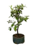 Bonsai de acerola em vaso com folhas verdes vibrantes.