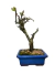 Bonsai mini maçã plantado em vaso azul, com galhos secos e algumas folhas verdes novas.