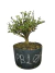 Pré bonsai Serissa em vaso, com folhas verdes e tronco visível.