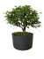 Pré bonsai Carmona em vaso preto, medindo aproximadamente 25cm de altura.