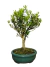 Bonsai Buxus Harlandii em vaso, com folhas verdes e tronco visível, em uma mesa de madeira.