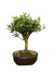 Bonsai Buxus Harlandii medindo 20cm, com folhas verdes e vaso de cerâmica escura.