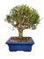 Bonsai Serissa em vaso azul, com folhas verdes e tronco texturizado, em um fundo neutro.