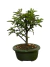 Bonsai Caliandra em vaso verde, com folhas verdes e saudáveis.