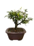 Bonsai Caliandra em vaso marrom, com folhas verdes e novo crescimento.