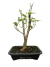 Pré bonsai amora PB66 com folhas verdes, em vaso preto, sobre uma superfície de madeira.