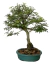 Bonsai Caliandra Rosa - B131 - comprar online